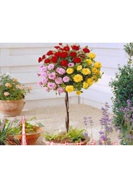 5 Adet Bodur Üç Gül Bonsai Ağacı Tohumu