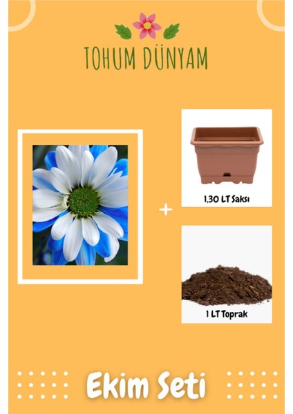 Mavi Beyaz Iki Renkli Papatya Tohumu Ekim Seti