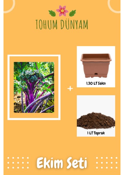 Purple Peacock Brokoli Tohumu Ekim Seti