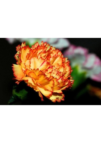 20 Adet Orange Carnatıon Tohumu