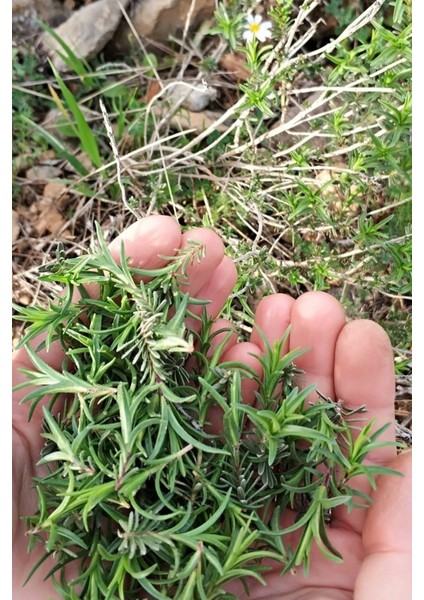 Dağ Kekiği, Doğal Zahter Tohumu 20 Adet Tohum