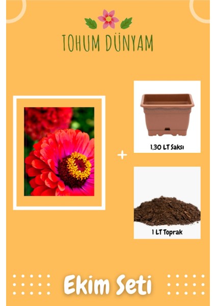 Beybeğendi Çiçeği Çiçek Tohumu Ekim Seti