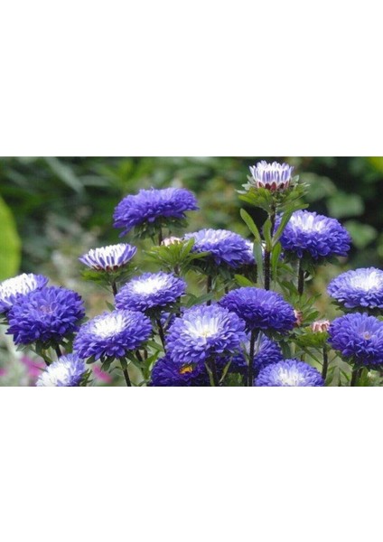 30 Adet Peony Aster Tohumu