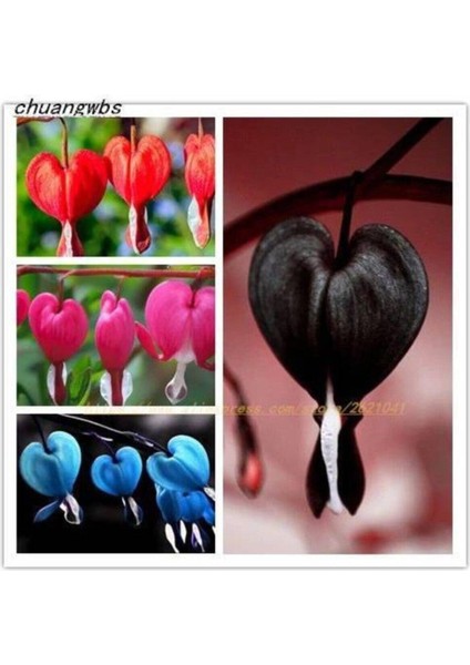 24 Adet 4 Çeşit Kalp Orkidesi Tohumu