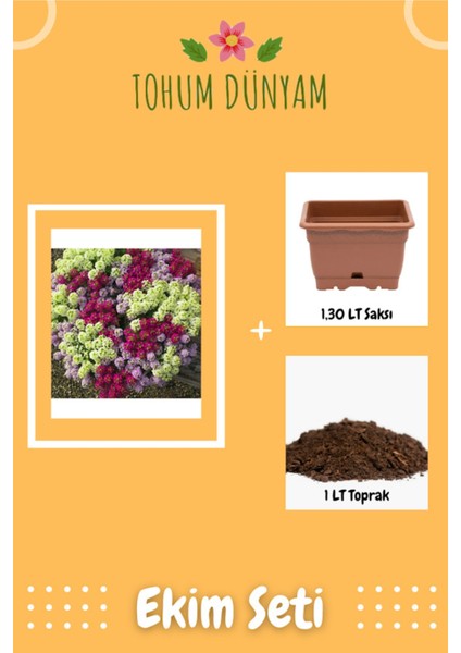 Karışık Renkli Alisyum Çiçeği Tohumu Ekim Seti