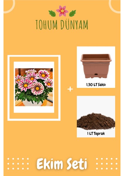 Gazania Çiçek Tohumu Ekim Seti