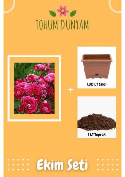 Kokulu Fuşya Hollanda Gül Tohumu Ekim Seti