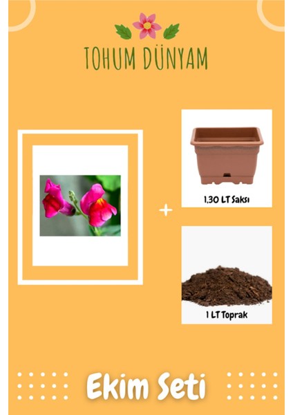 Aslanağzı Çiçek Tohumu Ekim Seti