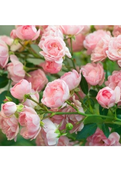 5 Adet Pink Rose Gül Tohumu