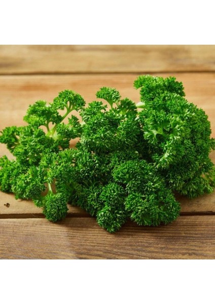 Kıvırcık Frenk Maydanoz Tohumu (1000 Tohum)