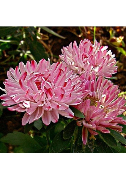 10 Adet Natural Aster Milady Pink Heirloom Tohumu
