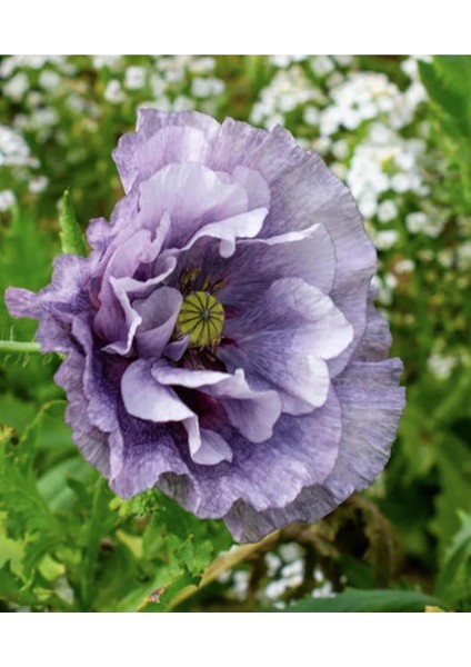 10 Adet Amazing Grey Poppy Tohumu