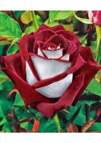 10 Adet Türk Gülü Tohumu