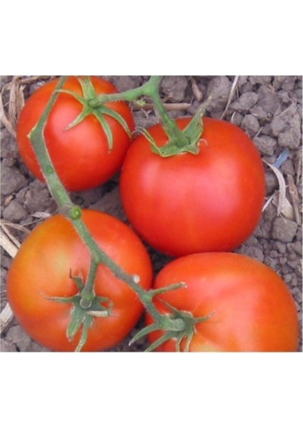 Selanik Domatesi (Thessaloniki) 15 Tohum