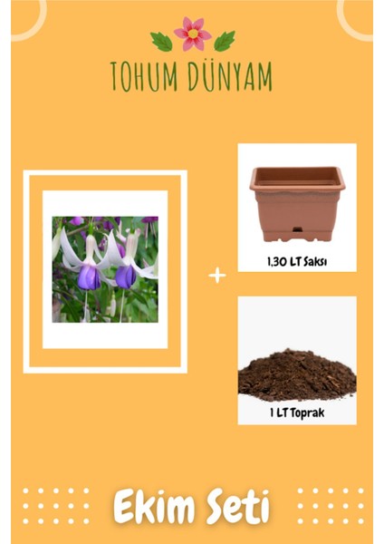 Mor Küpeli Çiçeği Tohumu Ekim Seti