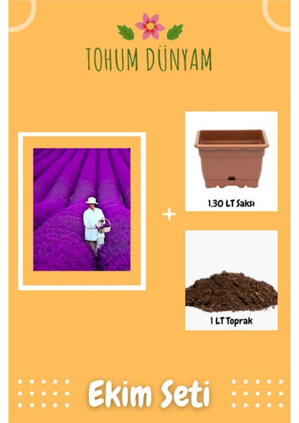 Yediveren Mor Lavanta Tohumu Ekim Seti