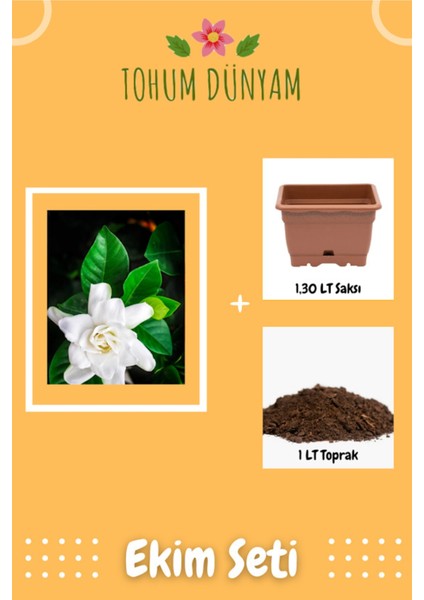 Nadir Gardenya Çiçeği Gardenia Jasminoides Tohumu Ekim Seti