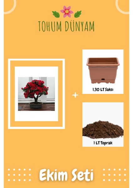 Bodur Kırmızı Gül Bonzai Ağacı Tohumu Ekim Seti