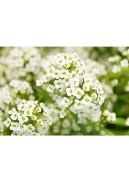 10 Adet Beyaz Renkli Alisyum Çiçeği Tohumu