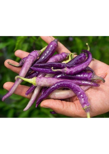 Buena Mulata Acı Biber Tohumu