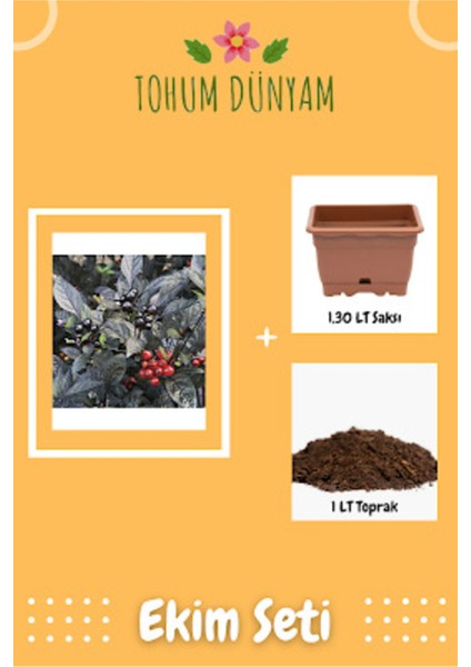 Siyah Inci Acı Biber Tohumu Ekim Seti