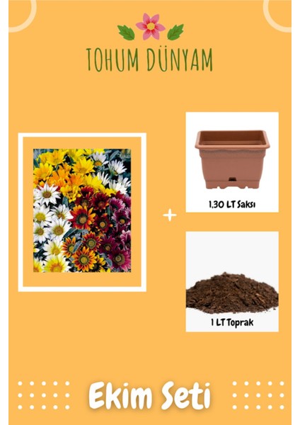 Meramlı Kız (Gazania Splendens) Çiçek Tohumu Ekim Seti