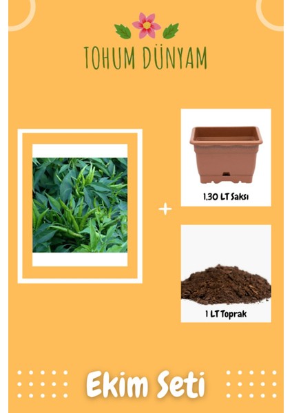 Yukarı Bakan Yediveren Biber Tohumu Ekim Seti