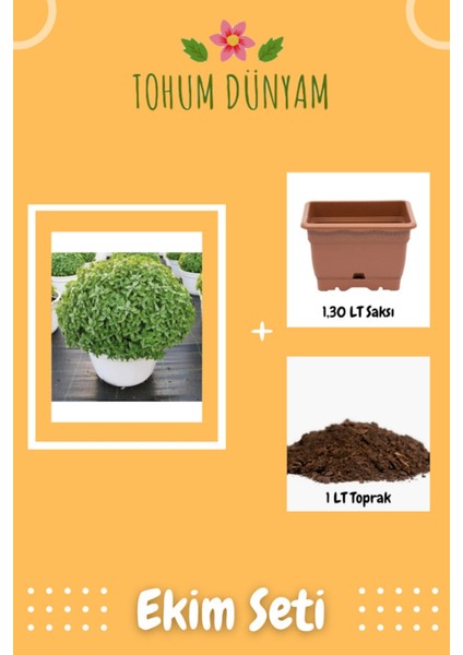 Top Fesleğen Tohumu Ekim Seti