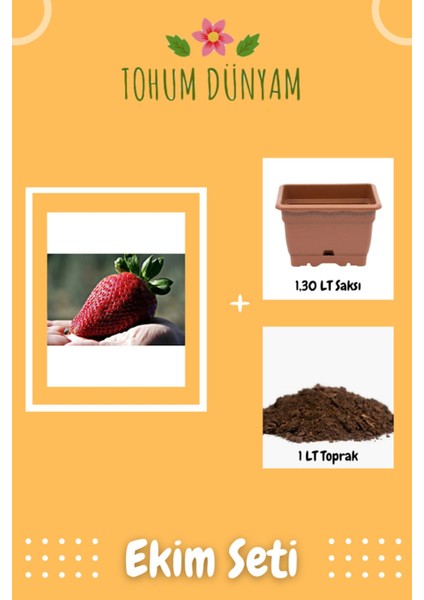 Yediveren Dev Çilek Tohumu Ekim Seti