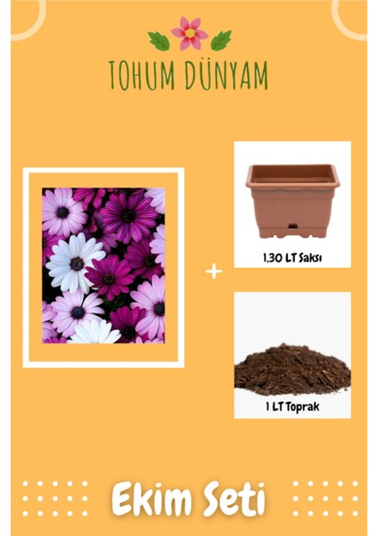 Pembe Mor Beyaz Karışık Papatya Tohumu Ekim Seti