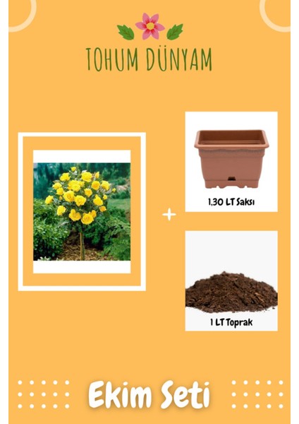 Bodur Sarı Gül Ağacı Tohumu Ekim Seti