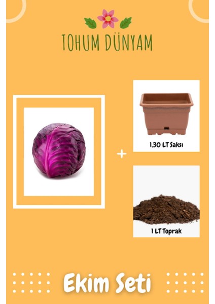 Mor Lahana Tohumu Ekim Seti