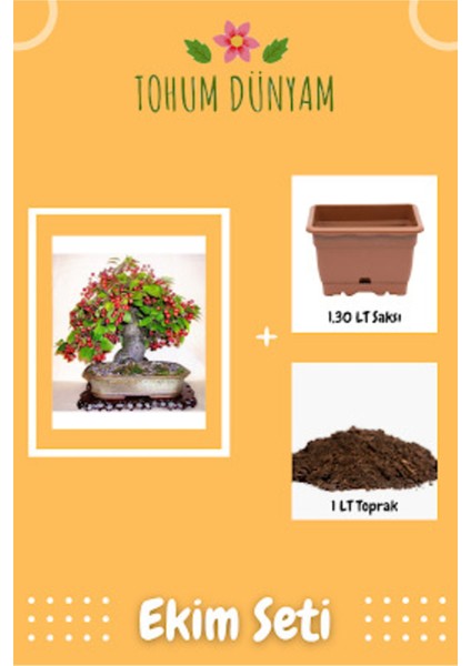 Bodur Bonsai Kiraz Ağacı Tohumu Ekim Seti
