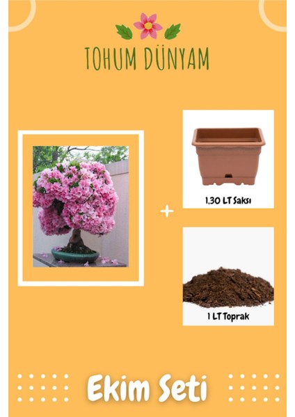 Açelya Bonsai Ağacı Tohumu Ekim Seti