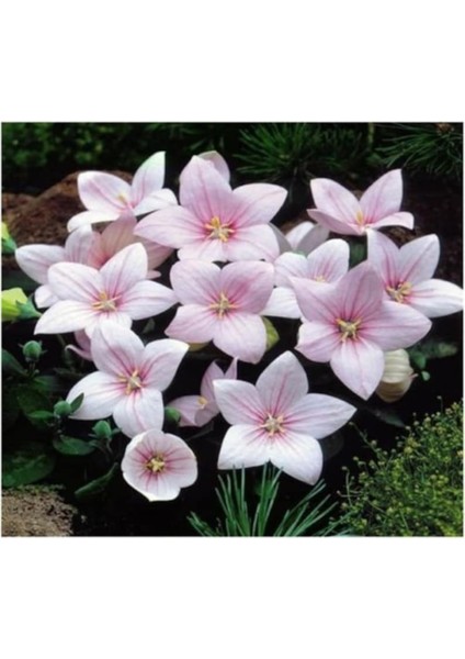 5 Adet Josam Pink Platycodon Tohumu