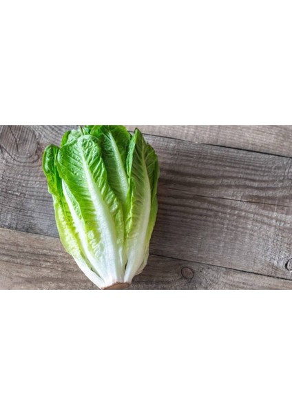 100 Adet Parris Island Romaine Marul Tohumu