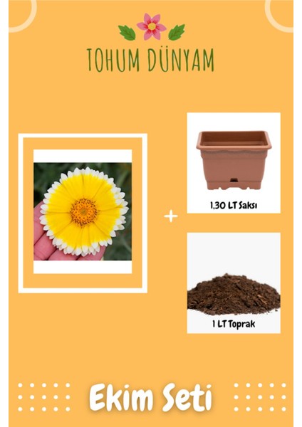 Sarı-Beyaz Layia Çiçek Tohumu Ekim Seti