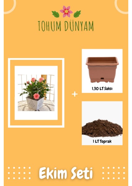 Minyatür Gül Tohumu Ekim Seti