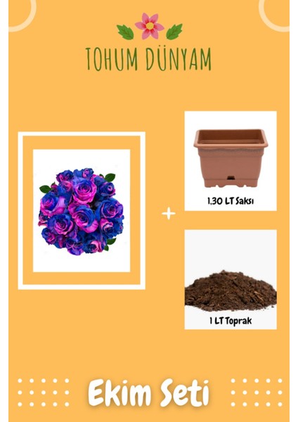 Satürnrose Gül Tohumu Ekim Seti