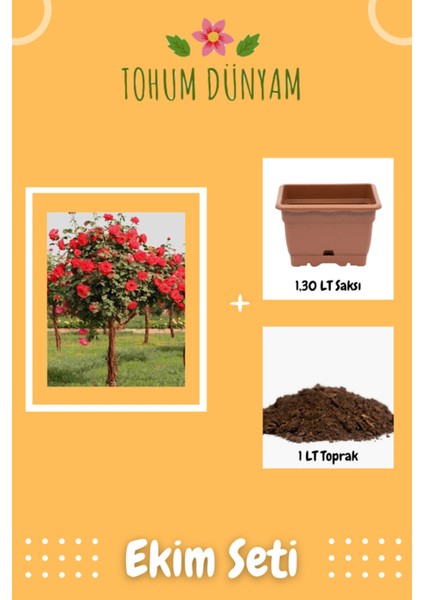 Kırmızı Gül Ağacı Tohumu Ekim Seti