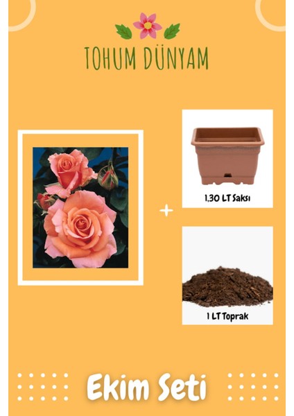 Gül Kurusu Renkli Gül Tohumu Ekim Seti