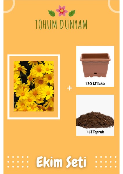 Altın Papatya (Anthemis Tinctoria Kelwayii) Tohumu Ekim Seti