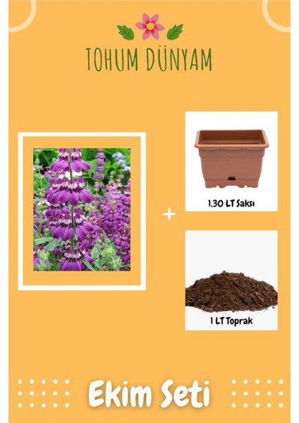 Mor-Beyaz Çin Evi Çiçek (Collinsia Heterophylla) Tohumu Ekim Seti