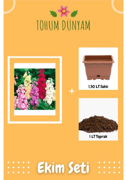 Şebboy Çiçek Tohumu Ekim Seti