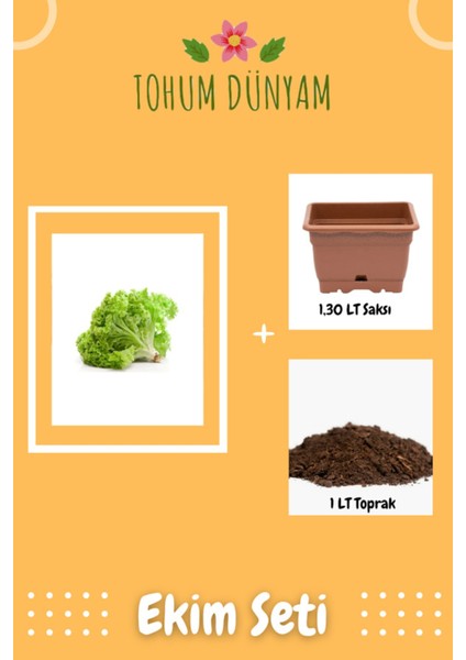 Kıvırcık Marul Tohumu Ekim Seti