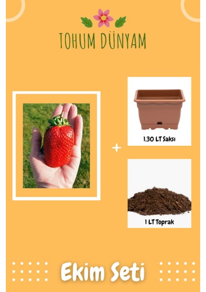 Jumbo Dev Çilek Tohumu Ekim Seti
