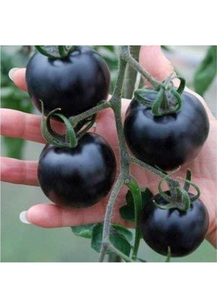 Siyah Domates Tohumu 10 Adet Tohum Black Tomato