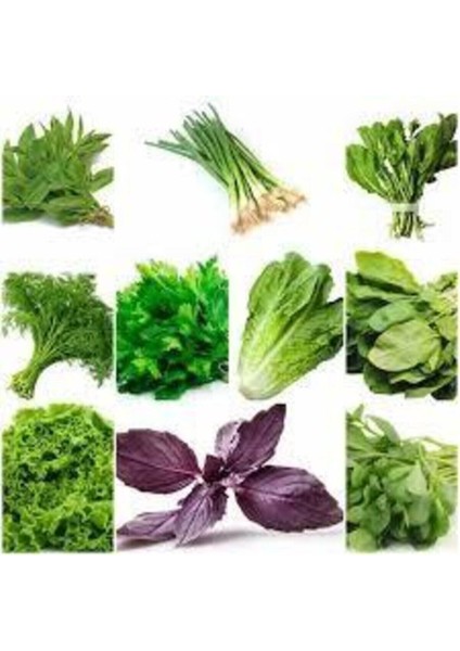 1000 Adet Muhteşem Yeşillik Tohumu Paketi-10 Farklı Çeşit