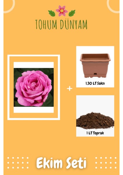 Carmen Würth Pembe Mor Gül Tohumu Ekim Seti