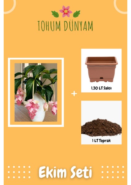 Medine Gülü Tohumu Ekim Seti